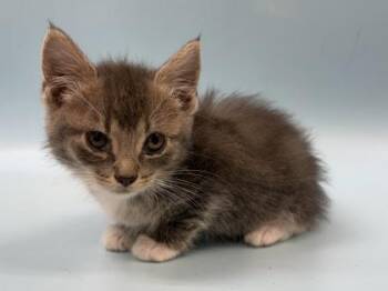 Napheesa -  Domestic Short Hair Cat for Adoption in Woodbury, Minnesota - Napheesa | PetCurious