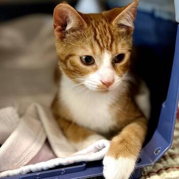 Cecil -  Domestic Short Hair Cat for Adoption in Nashville, Indiana - Cecil | PetCurious