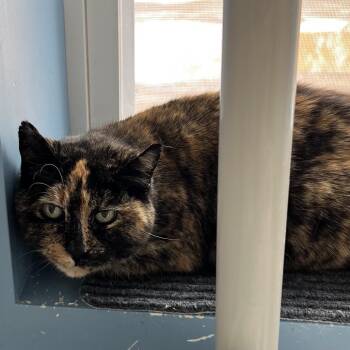 Domestic Short Hair Cats Available for Adoption - Winona | PetCurious