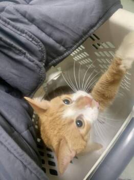 Domestic Short Hair Cats Available for Adoption in New Orleans, Louisiana - Light | PetCurious
