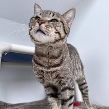 Domestic Short Hair Cats Available for Adoption in Warwick, Rhode Island - Jeffrey Dean Morgan | PetCurious