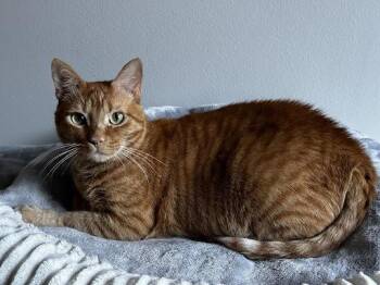 Domestic Short Hair Cats Available for Adoption - Ophelia | PetCurious