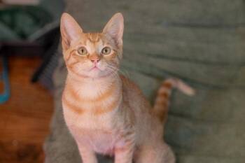 Andromeda -  Tabby Cat for Adoption in Mckinney, Texas - Andromeda | PetCurious
