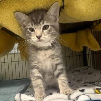Roman -  Domestic Short Hair Cat for Adoption in Chesapeake, Virginia - Roman | PetCurious