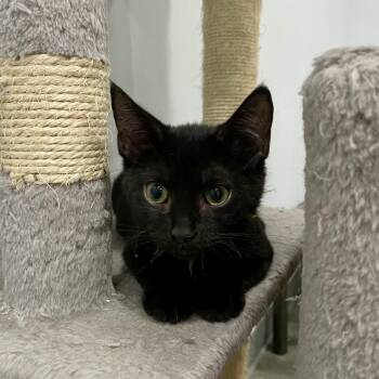 Tai -  Domestic Short Hair Cat for Adoption in Fairmont, West Virginia - Tai | PetCurious