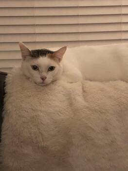 Matilda - WHITE BEAUTY - COURTESY LISTING -  Domestic Short Hair Cat for Adoption in Stowe, Pennsylvania - Matilda - WHITE BEAUTY - COURTESY LISTING | PetCurious