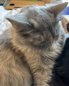 Rescue Domestic Long Hair Cats for Adoption in Oviedo, Florida - Lottie Marie | PetCurious