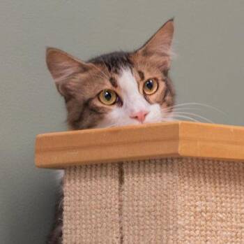 Thor Katter -  Domestic Medium Hair and Domestic Short Hair Cat for Adoption in Hudson, Massachusetts - Thor Katter | PetCurious