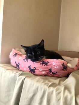 Domestic Short Hair Cats Available for Adoption - Charli | PetCurious