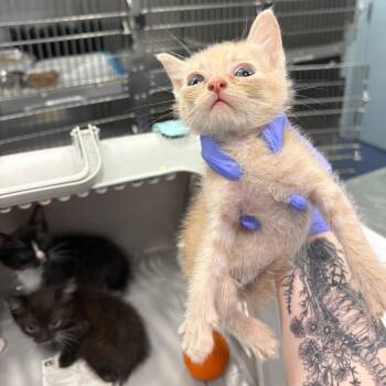 Tristan -  Domestic Short Hair Cat for Adoption in Greensboro, North Carolina - Tristan | PetCurious