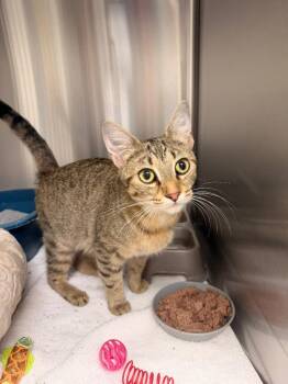 Agatha -  Domestic Short Hair Cat for Adoption in Lake City, Arkansas - Agatha | PetCurious
