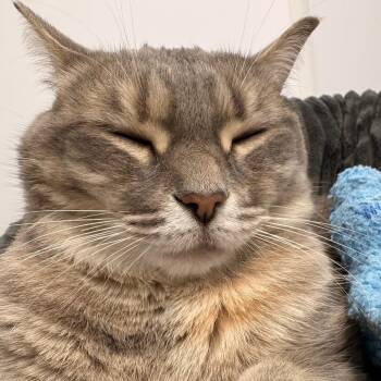 Nova -  Domestic Short Hair Cat for Adoption in Clavet, Saskatchewan - Nova | PetCurious
