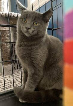 Rescue Domestic Short Hair Cats for Adoption in Terrebonne, Quebec - Diesel | PetCurious