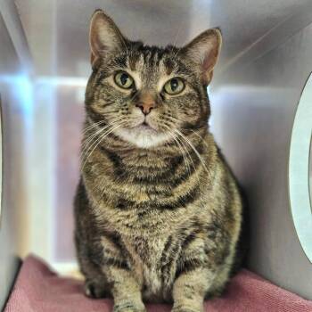 Luna -  Domestic Short Hair Cat for Adoption in Glenwood Springs, Colorado - Luna | PetCurious