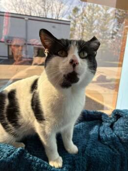 Domestic Short Hair Cats Available for Adoption - Rocky ADOPTED | PetCurious