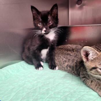 Juno -  Domestic Short Hair Cat for Adoption in Belfair, Washington - Juno | PetCurious