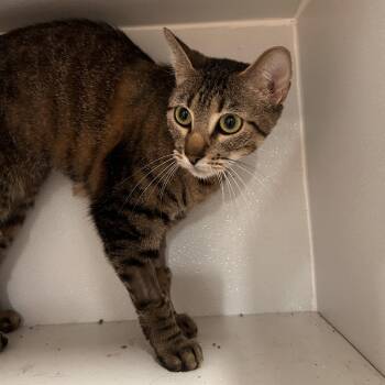 Frannie -  Domestic Short Hair Cat for Adoption in The Colony, Texas - Frannie | PetCurious