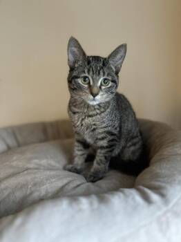 Sage -  Domestic Short Hair Cat for Adoption in Chicago, Illinois - Sage | PetCurious