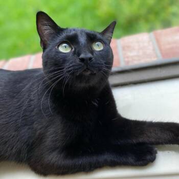 Domestic Short Hair Cats Available for Adoption in Houston, Texas - Gracie | PetCurious