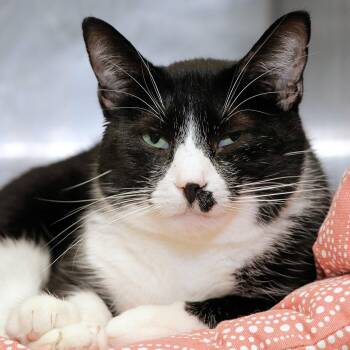 Rescue Domestic Short Hair Cats for Adoption in Cincinnati, Ohio - Catillac | PetCurious