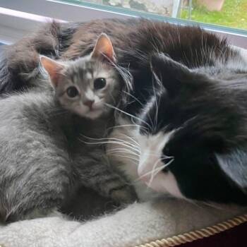 Sonnett -  Domestic Short Hair Cat for Adoption in Victoria, British Columbia - Sonnett | PetCurious