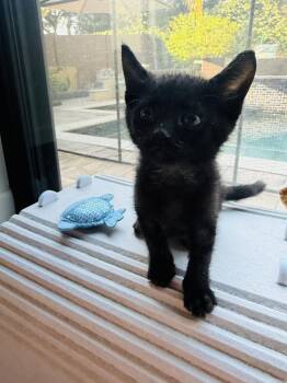 Martin -  Domestic Short Hair Cat for Adoption in Orlando, Florida - Martin | PetCurious