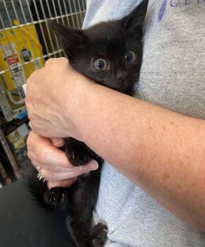 Callie - At shelter -  Domestic Short Hair Cat for Adoption in Rustburg, Virginia - Callie - At Shelter | PetCurious
