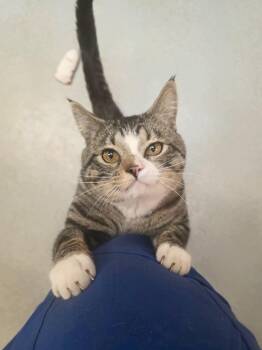 Rocky -  Domestic Short Hair Cat for Adoption in Jackson, Wyoming - Rocky | PetCurious