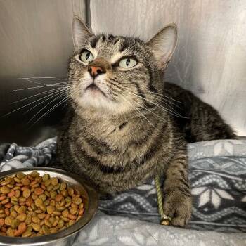 Rescue Domestic Short Hair Cats for Adoption in Roanoke, Virginia - Todd | PetCurious