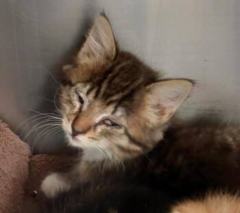 Hank Kitten 2(Willams) -  Domestic Short Hair Cat Available for Adoption in Mocksville, North Carolina - Hank Kitten 2(Willams) | PetCurious