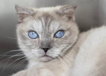 Huck -  Scottish Fold Cat for Adoption in Buford, Georgia - Huck | PetCurious