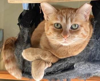LOVEY -  Domestic Short Hair Cat for Adoption in Prescott, Arizona - LOVEY | PetCurious