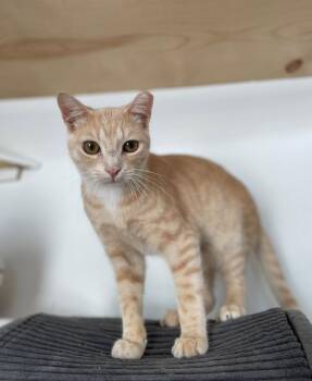 Ragnar -  Domestic Short Hair Cat for Adoption in Island Lake, Illinois - Ragnar | PetCurious