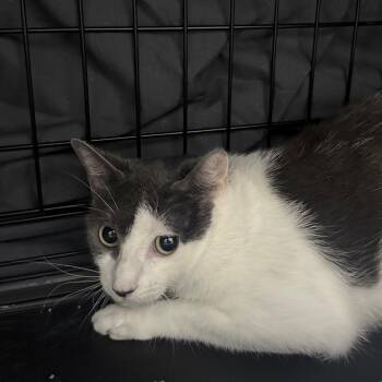 Rose -  Domestic Short Hair Cat for Adoption in Branford, Connecticut - Rose | PetCurious