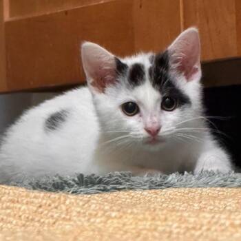 Rescue Domestic Short Hair Cats for Adoption in York, Pennsylvania - Luna | PetCurious