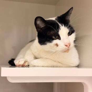 Leo -  Domestic Short Hair Cat for Adoption in Redwood City, California - Leo | PetCurious