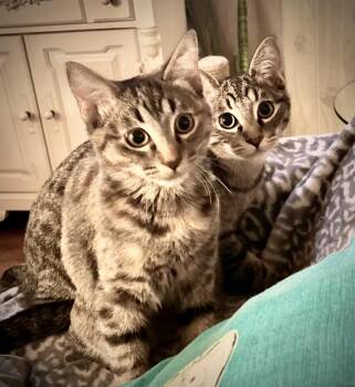 Rescue Tabby Cats for Adoption in Costa Mesa, California - Oliver And Olivia | PetCurious