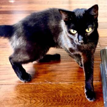 Sally -  Domestic Short Hair Cat for Adoption in Prosper, Texas - Sally | PetCurious