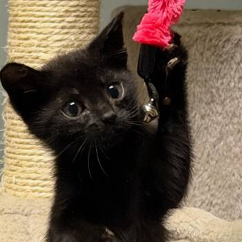 Rosemary -  Domestic Short Hair Cat Available for Adoption in La Grange, Kentucky - Rosemary | PetCurious