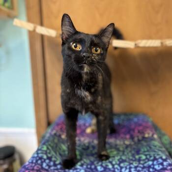 Chardonnay***ADOPTION PENDING*** -  Domestic Short Hair Cat for Adoption in Fargo, North Dakota - Chardonnay***ADOPTION PENDING*** | PetCurious