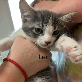 Domestic Short Hair Cats Available for Adoption in Madill, Oklahoma - Leif | PetCurious