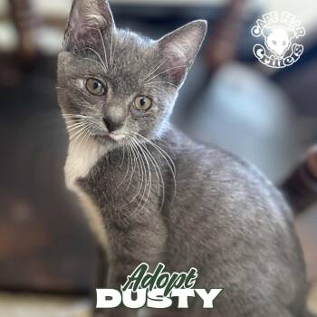 Rescue Domestic Short Hair Cats for Adoption in Wilmington, North Carolina - Dusty | PetCurious