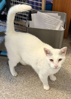 Rescue Domestic Short Hair Cats for Adoption in Herndon, Virginia - Carly | PetCurious