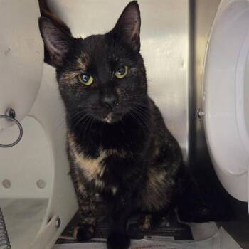 Domestic Short Hair Cats Available for Adoption - MONKEY | PetCurious