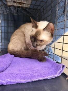 Domestic Short Hair Cats Available for Adoption in Honolulu, Hawaii - Twilia Twilight | PetCurious