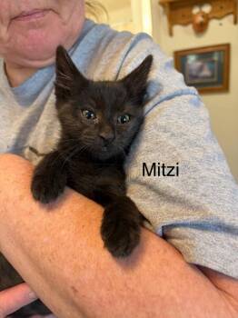 Mitzi -  Domestic Short Hair Cat for Adoption in Heber City, Utah - Mitzi | PetCurious