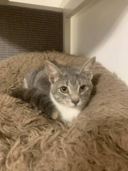 Rescue Domestic Short Hair Cats for Adoption in Fredericksburg, Virginia - Romona Roma | PetCurious