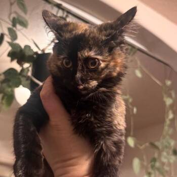 Dumpling -  Domestic Medium Hair Cat for Adoption in Layton, Utah - Dumpling | PetCurious