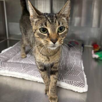 Domestic Short Hair Cats Available for Adoption - Mercedes | PetCurious