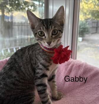 Gabby -  Tabby Cat for Adoption in Oakley, California - Gabby | PetCurious